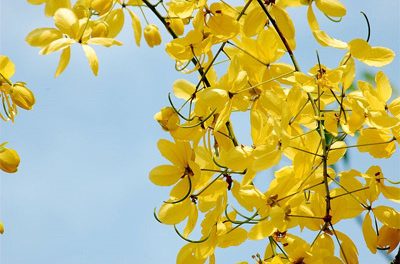 The Golden Shower of Health: Cassia Flower