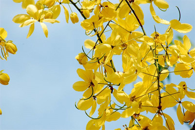 The Golden Shower of Health: Cassia Flower