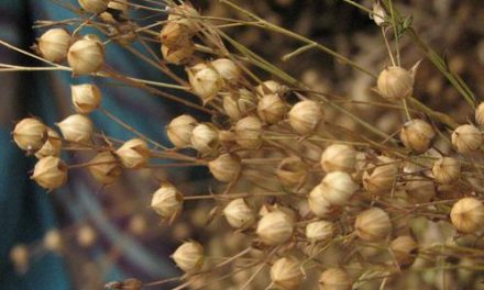 Linseed: Qualities, Benefits and Natural Remedies According to Ayurveda