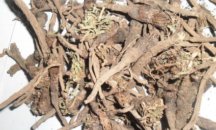 Pellitory Root: Qualities and Benefits According to Ayurveda