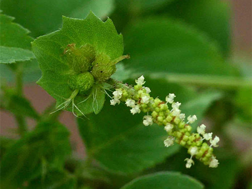 Medicinal Properties of Acalypha Indica in Traditional Siddha Medicine