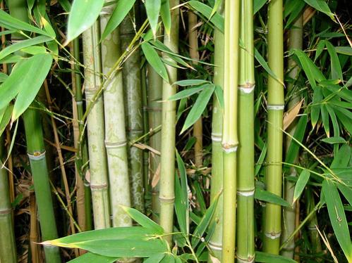 Qualities and Benefits of Bamboo According to Ayurveda