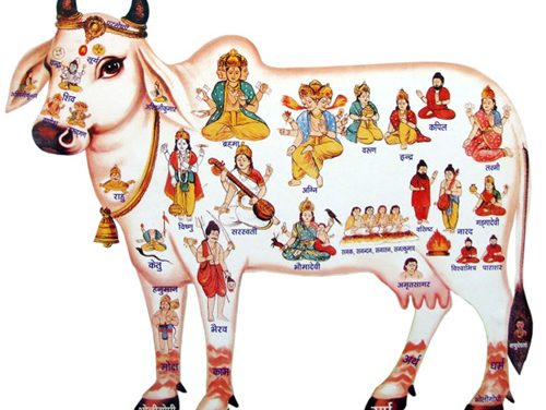 Cow Urine Can Cure Many Diseases