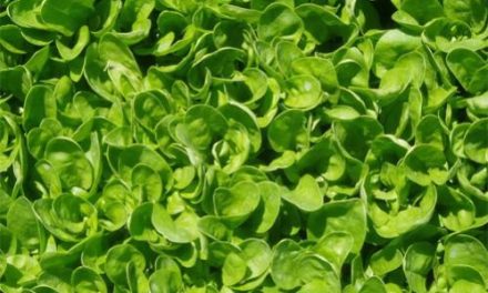 Spinach as a Natural Ayurvedic Medicine