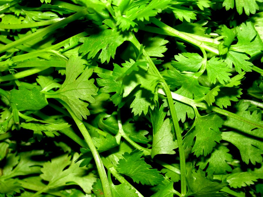 A_scene_of_Coriander_leaves