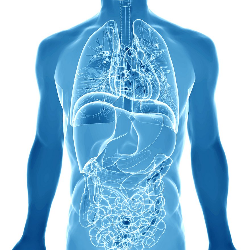 3D Medical Illustration Of The Human Anatomy
