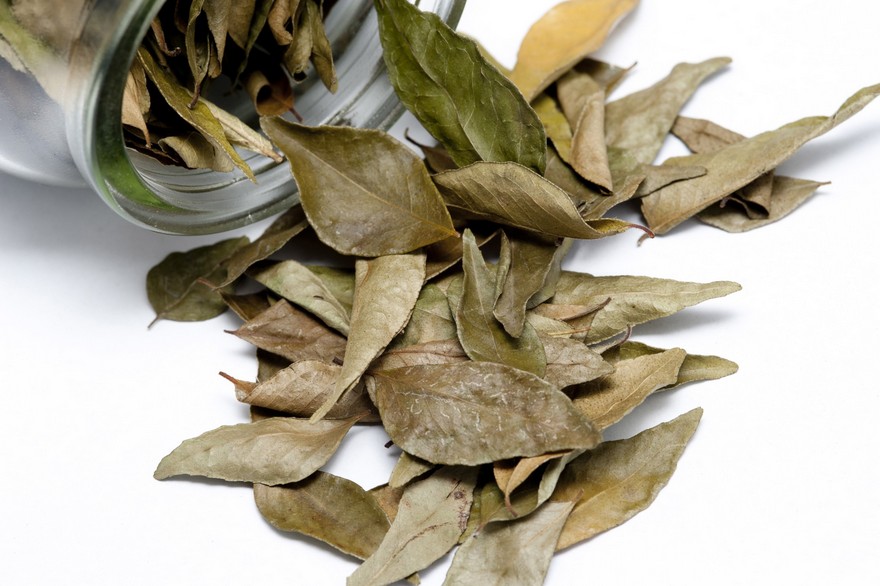 Dried bay leaves, a pungent seasoning in cookery with medicinal properties, spilling out of a glass container