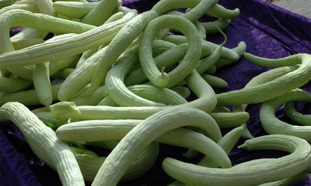 Benefits of Snake Cucumber According to Ayurveda