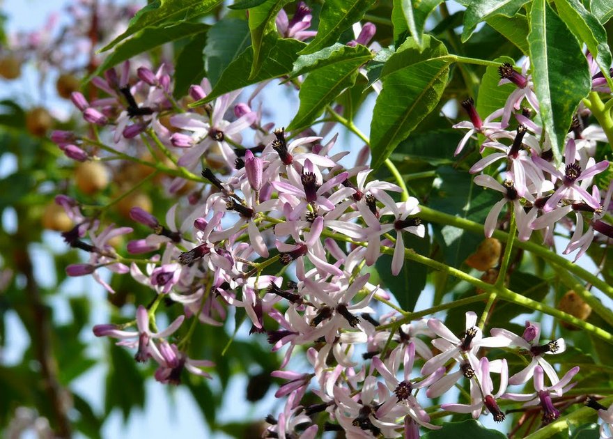 indian lilac