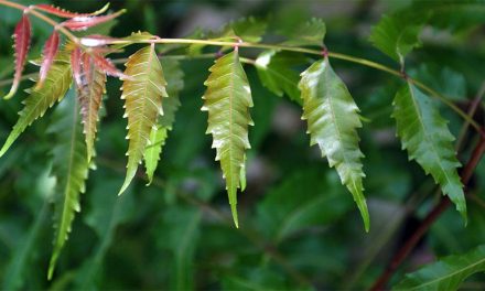 Neem Tree – One of the Most Beneficial Plants for the Human Health