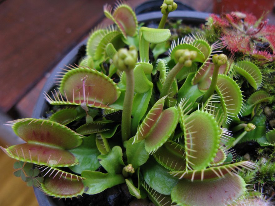 Venus Flytrap