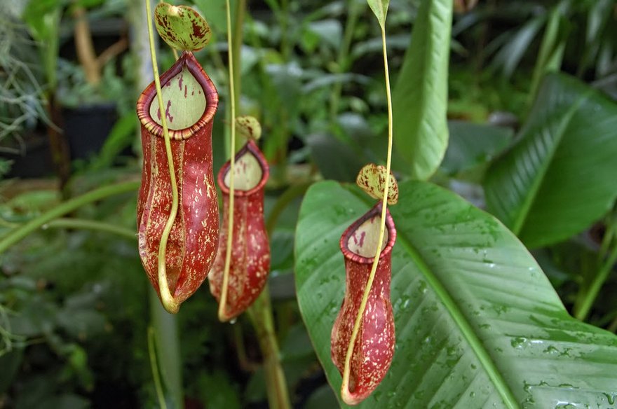 Pitcher-plant