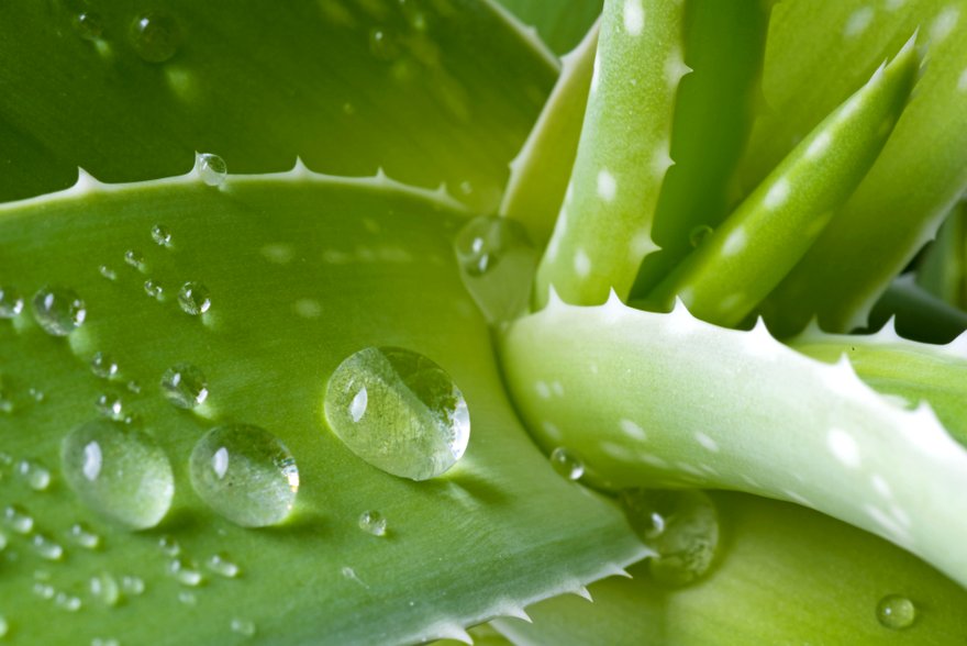 aloe vera6