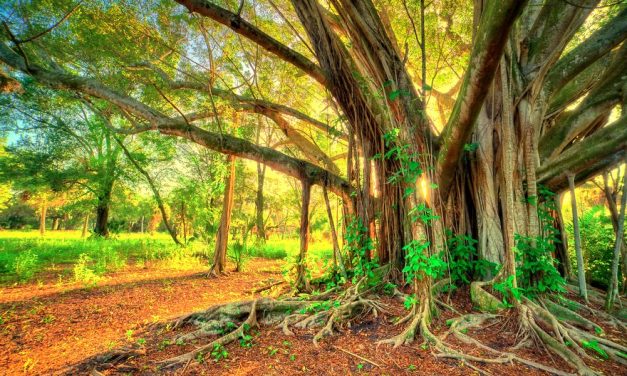 Benefits of Banyan Tree According to Ayurveda