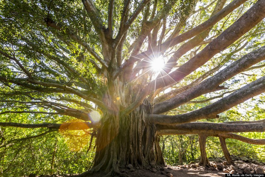 banyan tree1