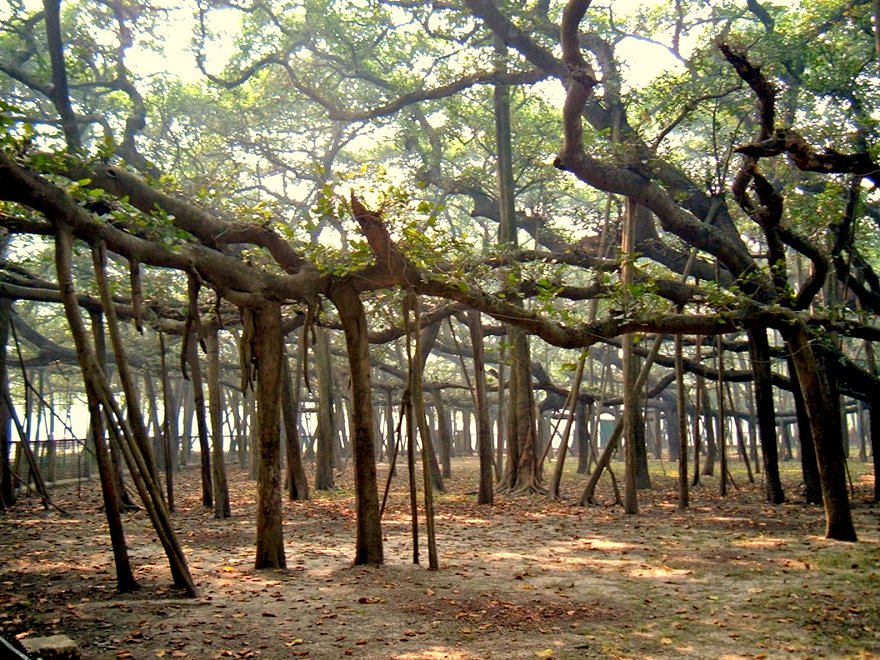 banyan-tree3