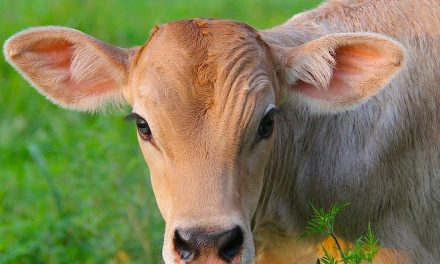 Benefits of Cow Protection as Per Science