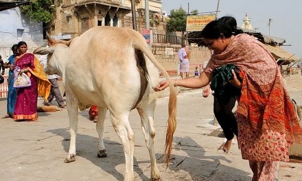 Cow Urine For Your Skin? Panchgavya Repackaged for a New Gen