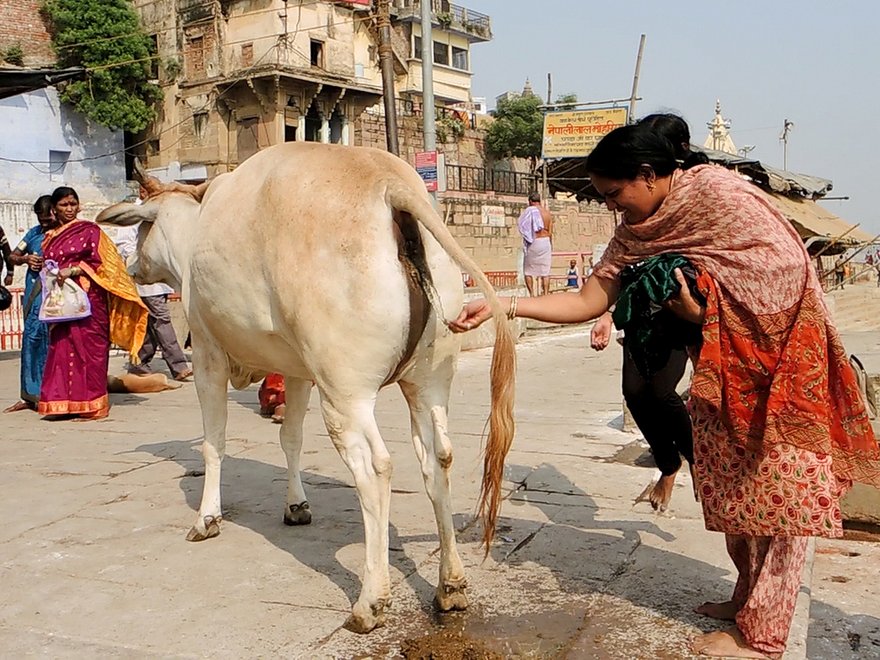 Cow Urine For Your Skin? Panchgavya Repackaged for a New Gen