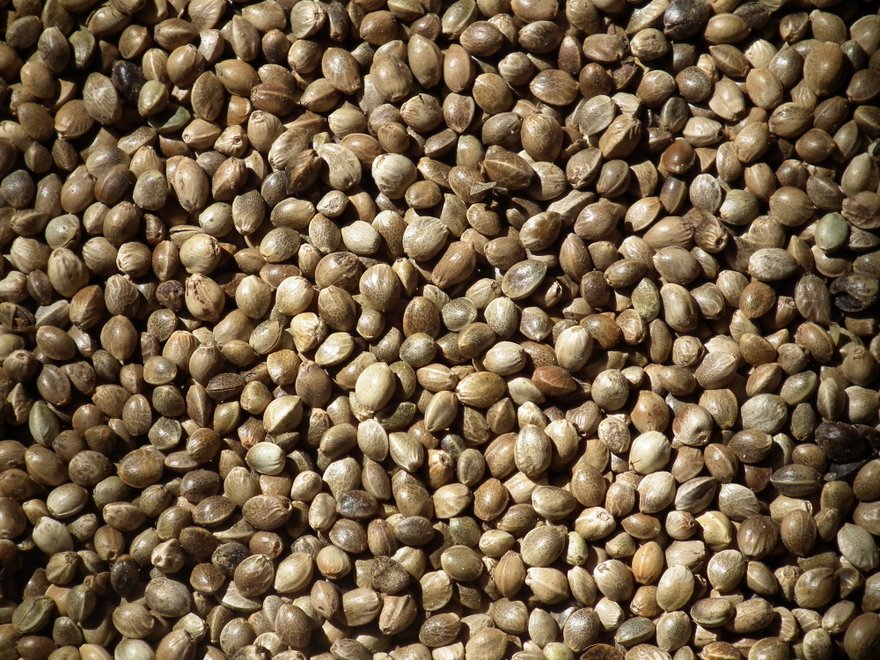 hemp-seeds