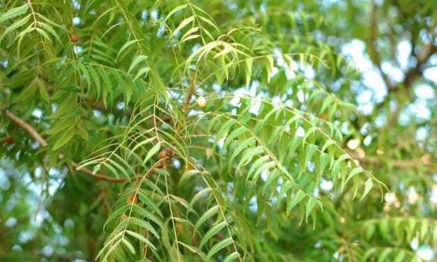 Health Benefits and Uses of Neem
