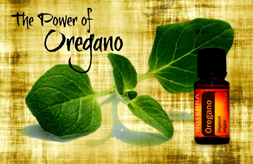 oregano oil2