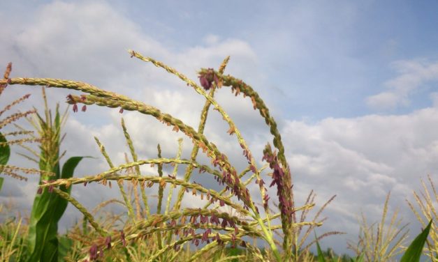 Health Benefits of Ragi or Finger Millet