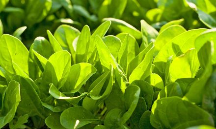 Spinach: Health Benefits, Uses and Precautions