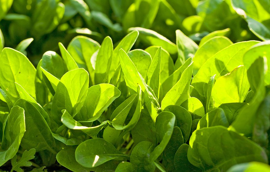 Spinach: Health Benefits, Uses and Precautions