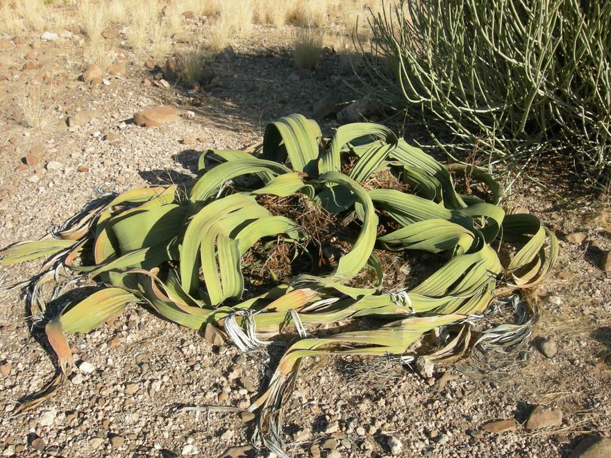 welwitschia-mirabilis