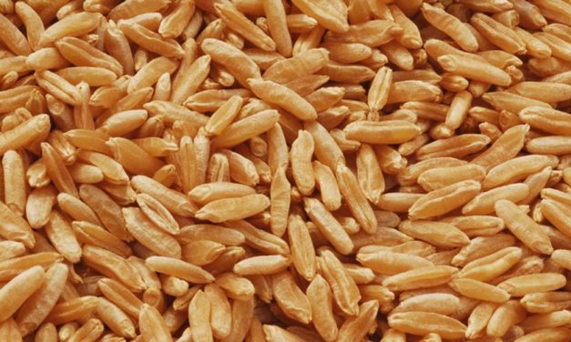 Health Benefits of Wheat and Its Nutritional Value