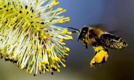 10 Amazing Health Benefits of Bee Pollen