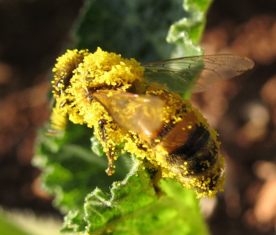 bee-pollen1
