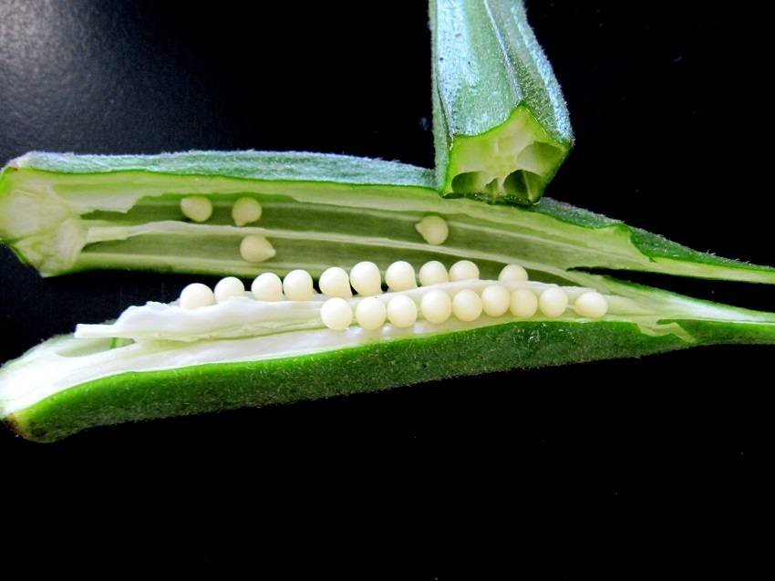 okra2