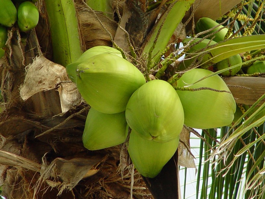 coconut water2