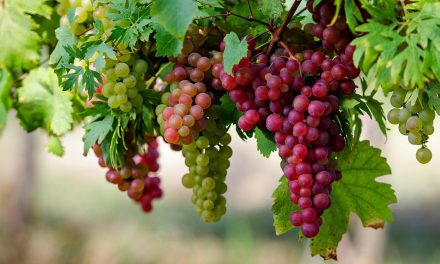 Health Benefits of Grapes in Ayurveda