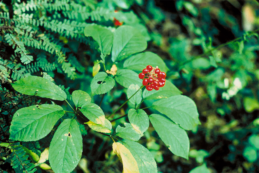 ginseng-03