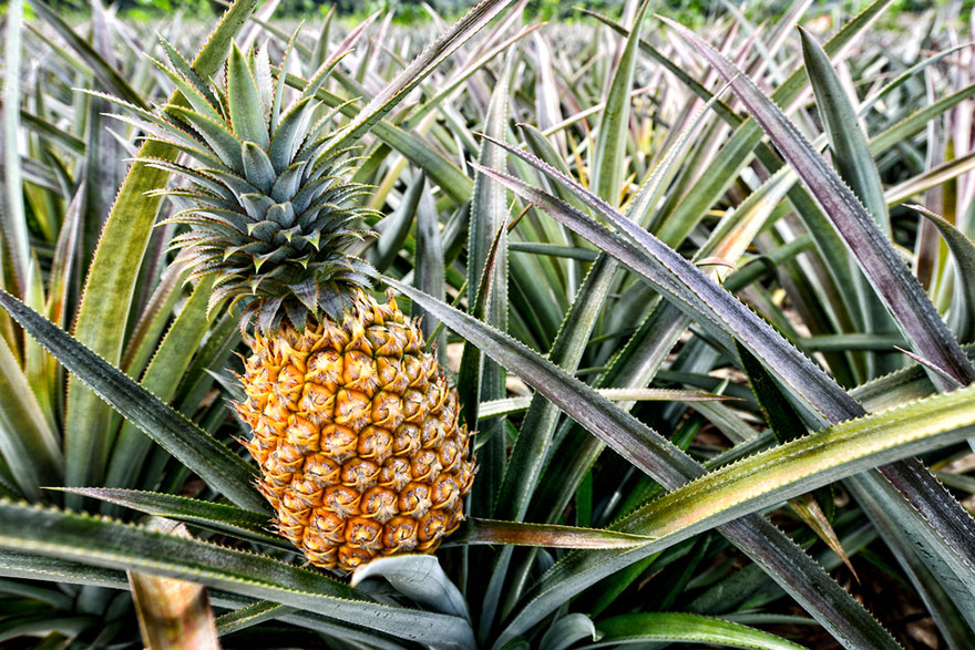 pineapple-02