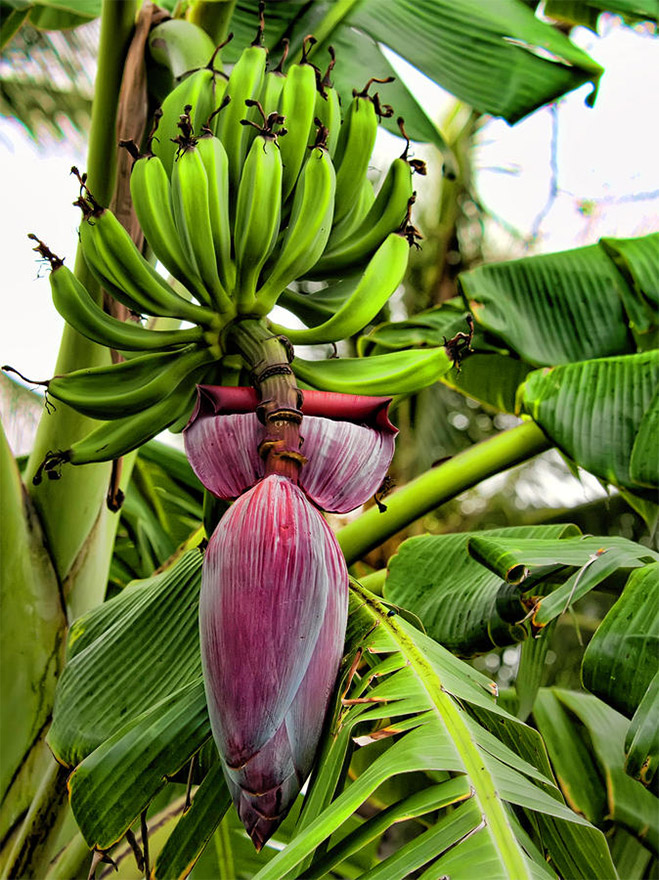 Benefits Of Eating Banana Flower pin-on-infographics