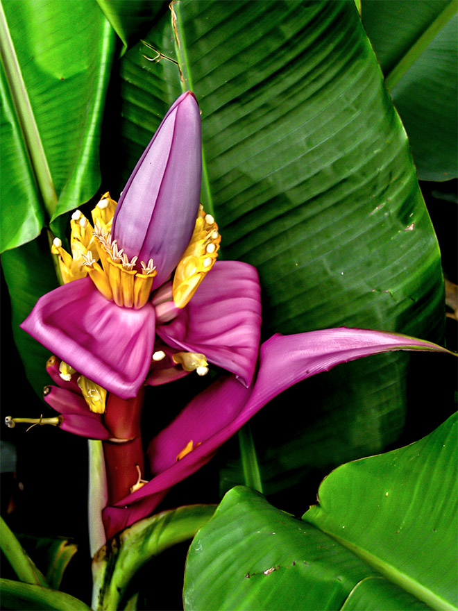 Benefits Of Eating Banana Flower benefits-of-eating-banana-flower