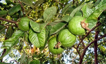 Guava Leaves Can Stop Hair Loss… and Many Other Benefits