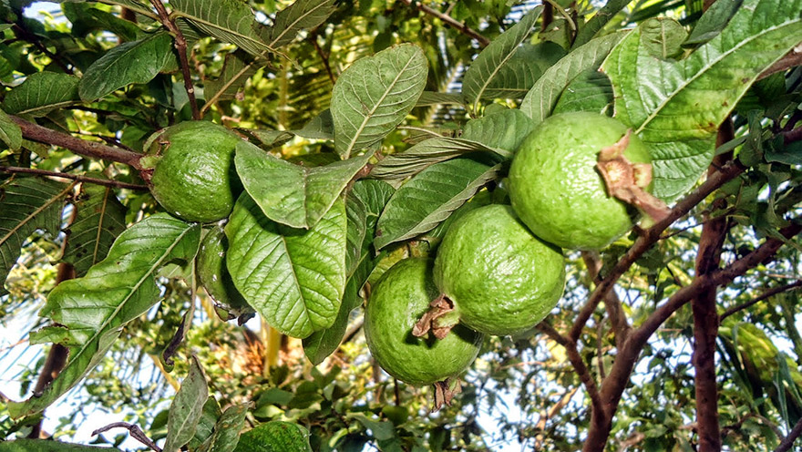 Guava Leaves Can Stop Hair Loss… and Many Other Benefits