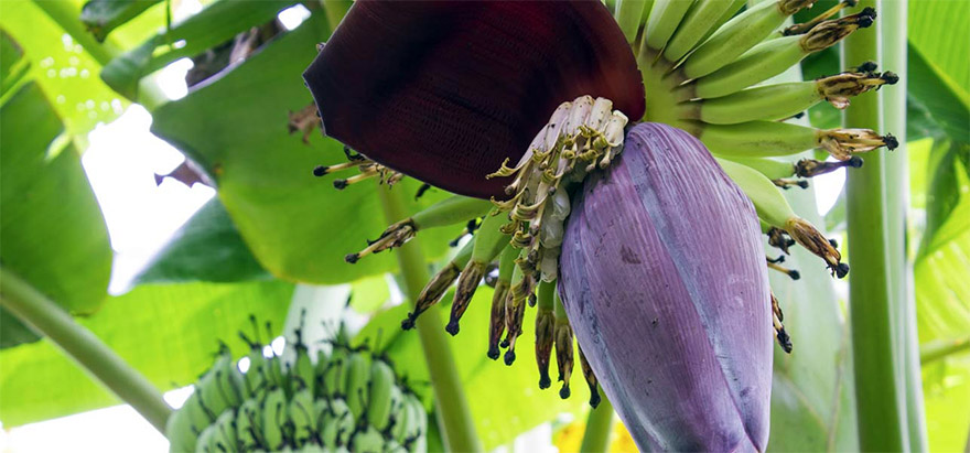 banana-flower-01