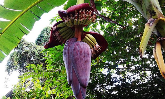 Powerful Health Benefits of the Banana Flower