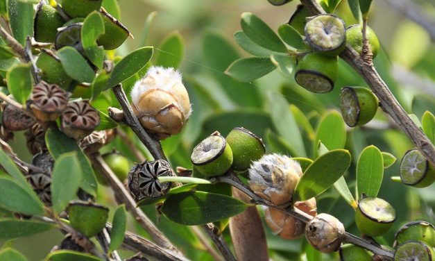 Ayurvedic Remedies with Tea Tree Oil