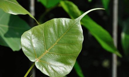 15 Health Benefits of the Peepal Tree
