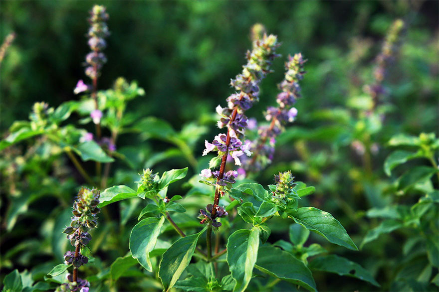 Tulsi, the Holy Herb